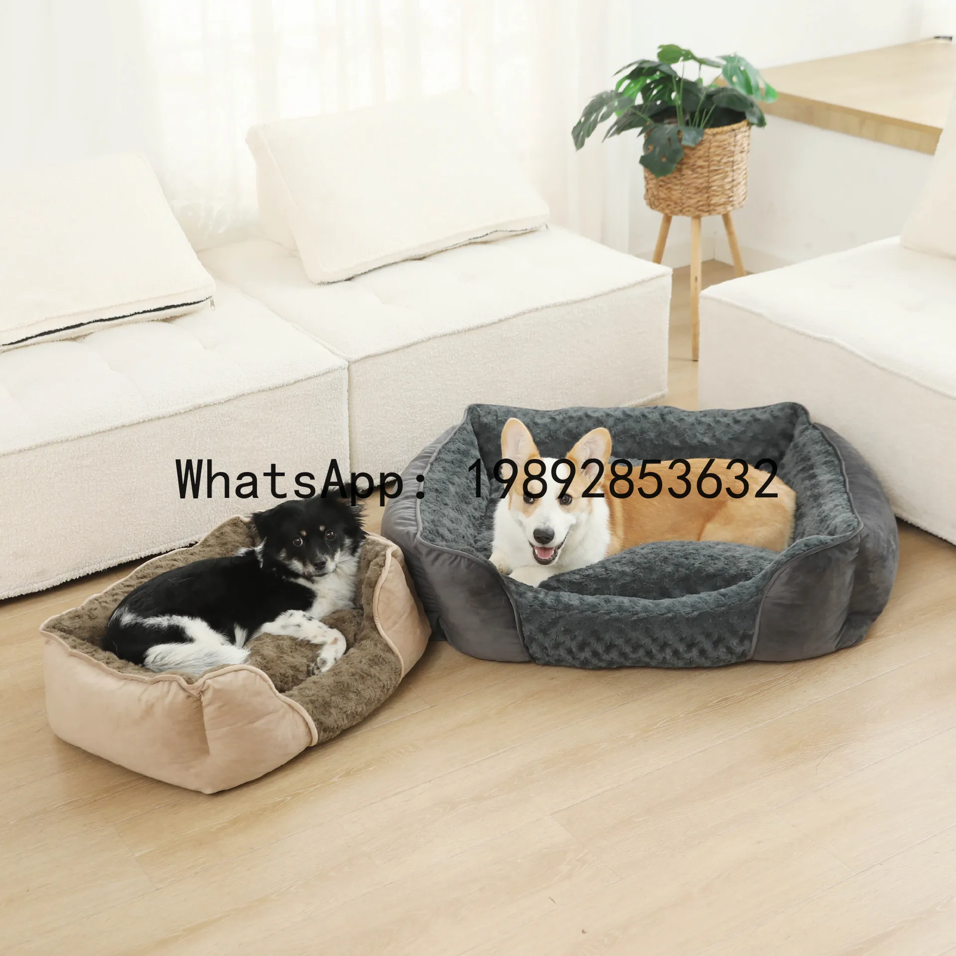 Pet X Supplies & Tack Howell - Rumah kucing X, kandang anjing semi-tertutup,